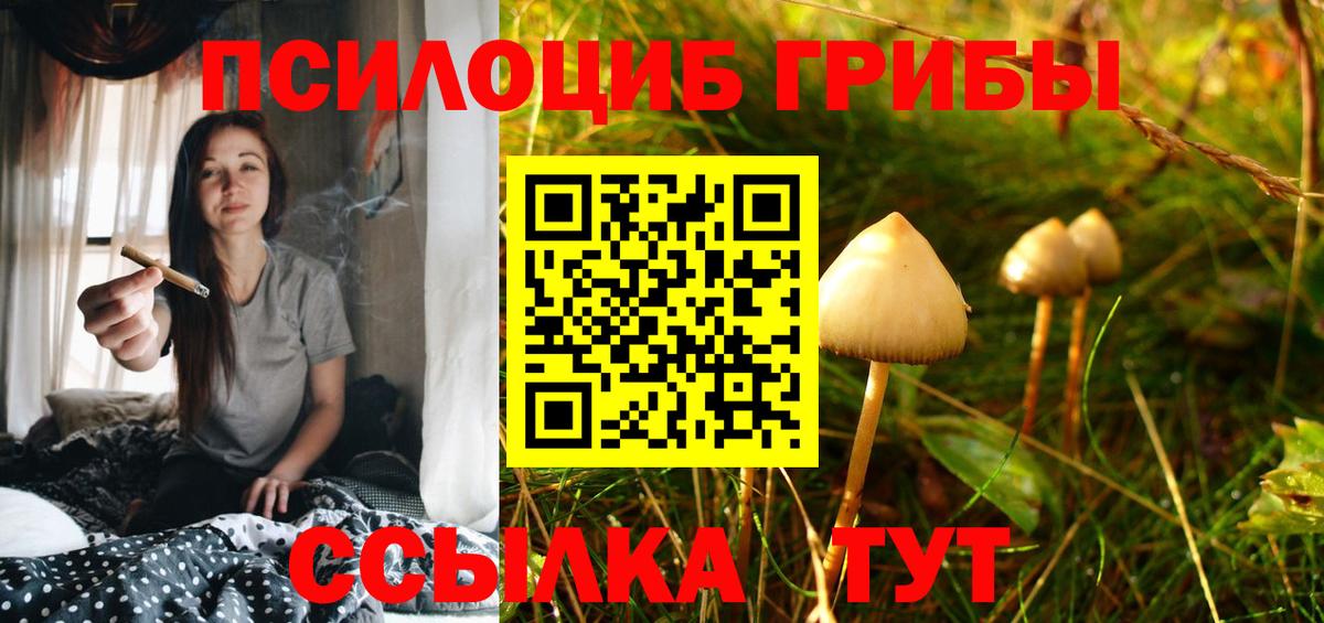 Галлюциногенные грибы Psilocybine cubensis  Вход с VPN  Сунжа 